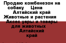 Продаю комбенезон на собаку  › Цена ­ 250 - Алтайский край Животные и растения » Аксесcуары и товары для животных   . Алтайский край